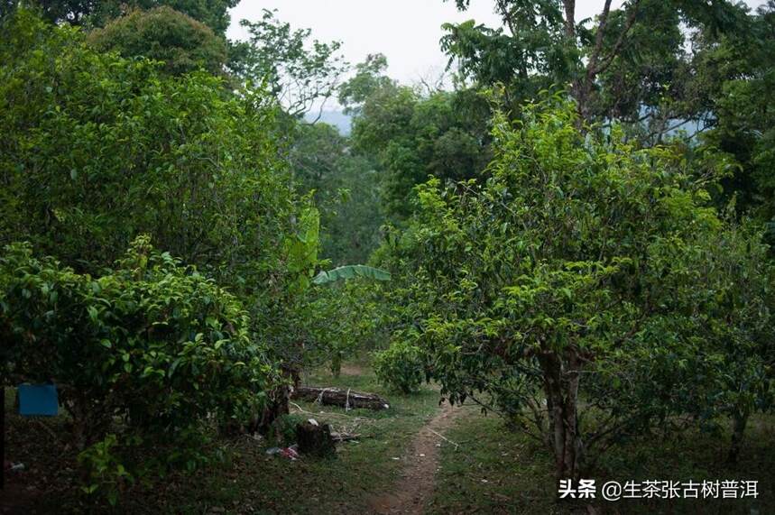 回甘好，茶味足的布朗山普洱茶，怎么泡好喝？懂茶的人都这样泡