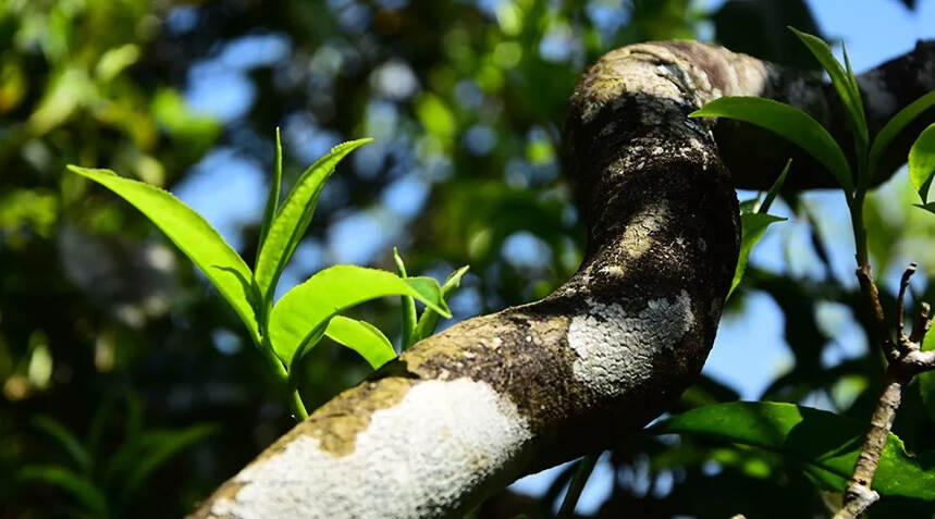 冰岛在普洱茶中的地位！无可替代，众星捧月