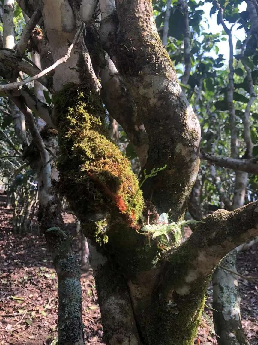 普洱传承之王——金瓜贡茶