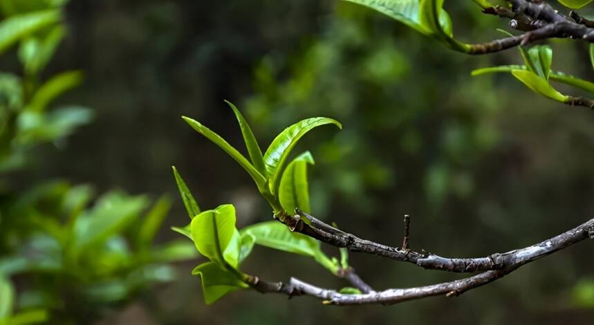 那蕉藤条茶！拼性价比，从来没输过