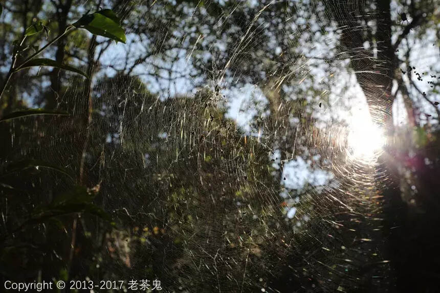 “茶园中的台地茶，恰恰是最易爆发寄生虫的”