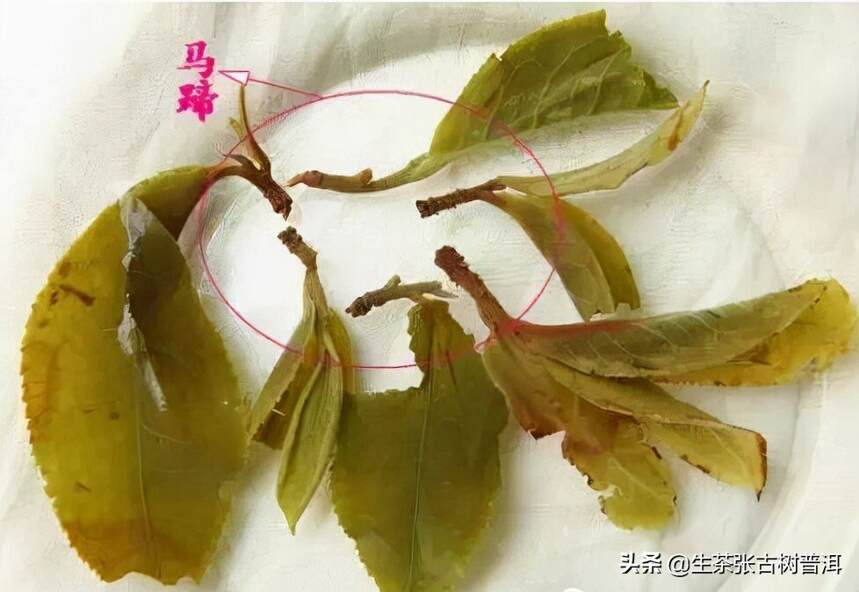 古树普洱茶好喝吗？为什么说只有古树茶才有“马蹄口”？