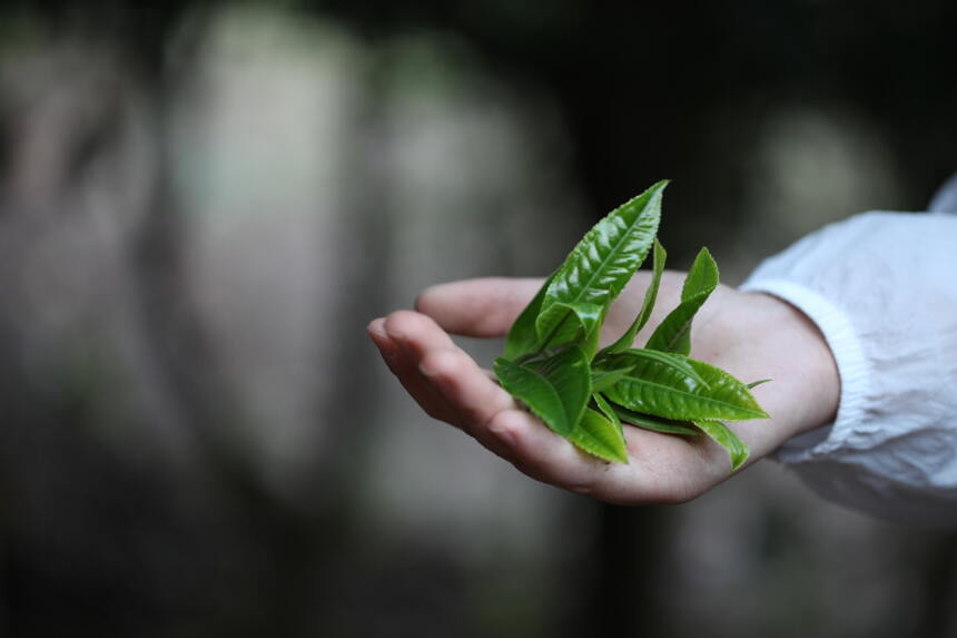 倔强的临沧茶——弯腰树，以茶质对抗名气，口感完胜班章冰岛