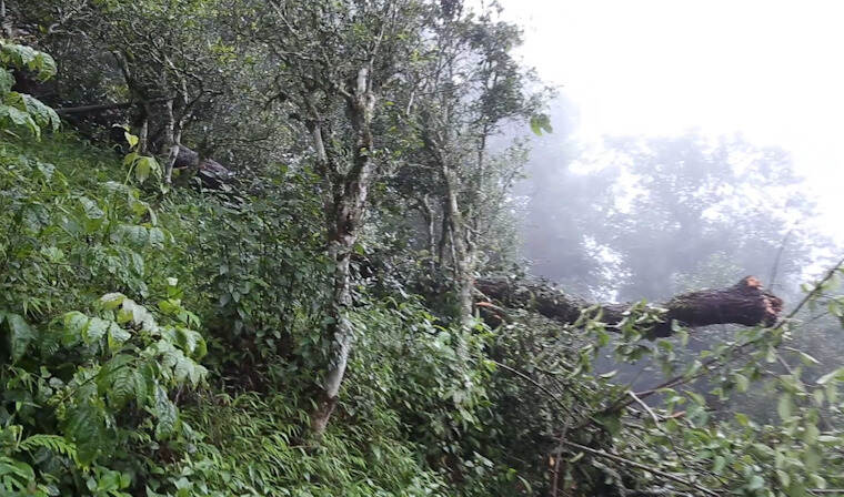 老徐谈茶235期：雨季茶山行？普洱百寨行线路规划，第一站易武