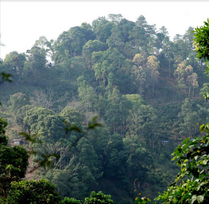 刮风寨和落水洞普洱茶的区别是什么？谁才是真正的易武茶标杆？