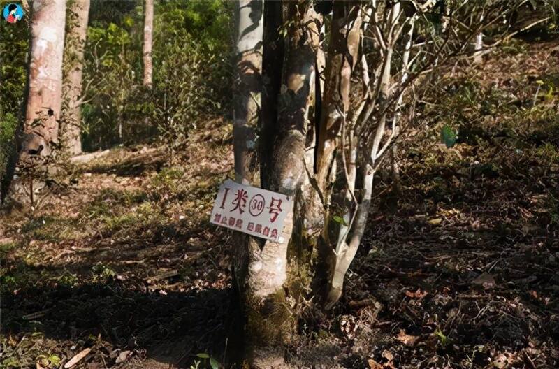 薄荷塘，比老班章还疯狂的存在