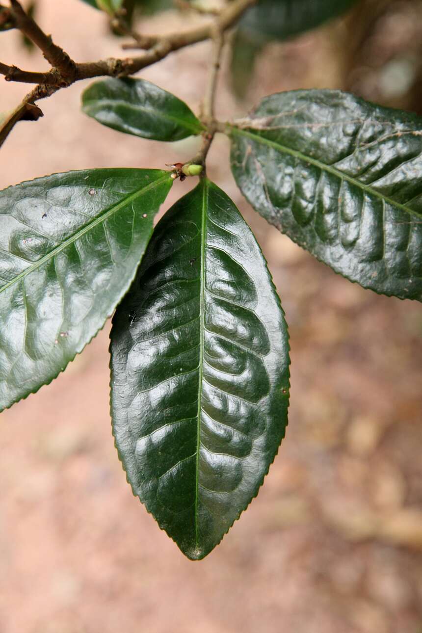 藏在永德秘境的宝藏茶——弯腰树，口感滋味竟可匹敌班章和冰岛