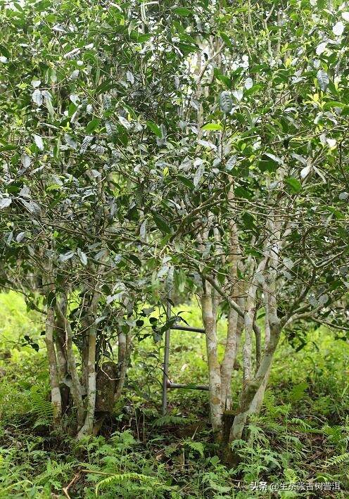 普洱茶树受什么因素影响？生茶张从5个方面谈普洱茶的一山一味