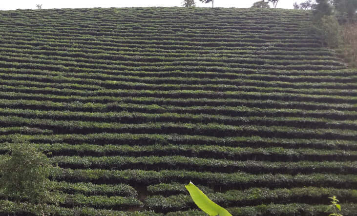 茶叶市场两极分化！中高端茶骑虎难下！茶叶炒作的后果，终于来了