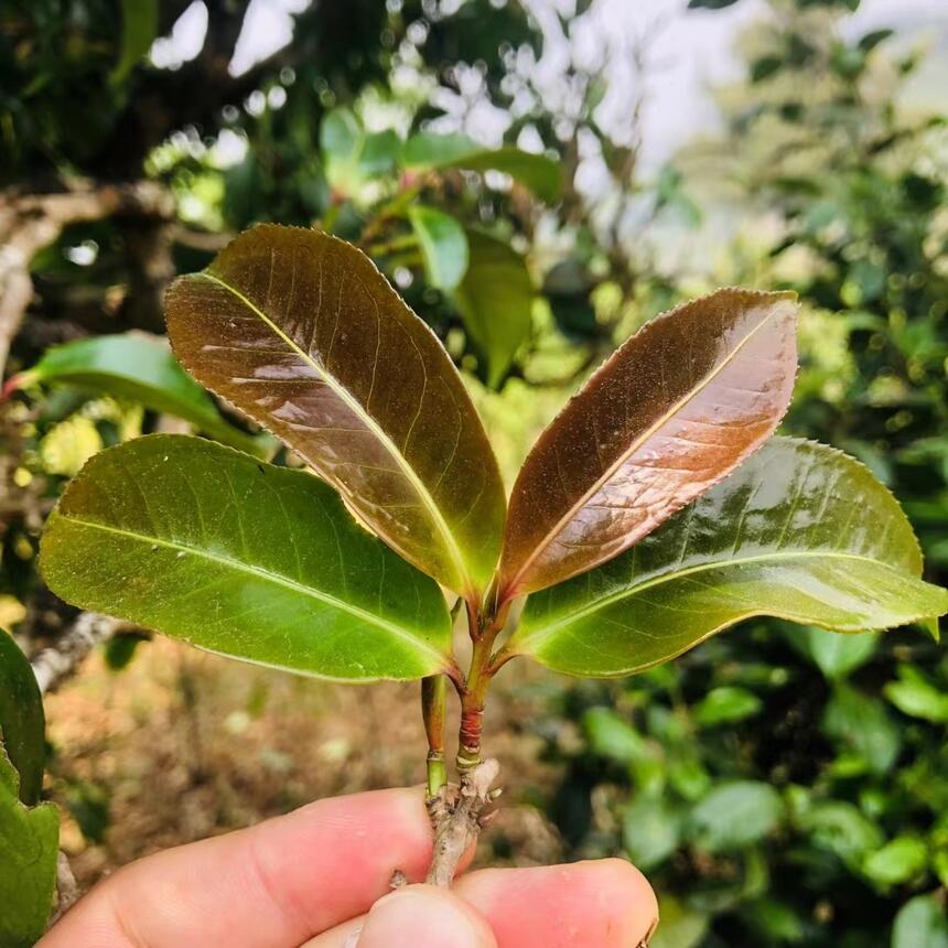 野生紫芽，小众却极其高级的味觉体验