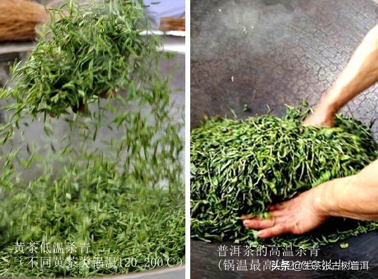 黄茶化的普洱茶品质如何？黄茶化的普洱茶是不是黄茶呢？