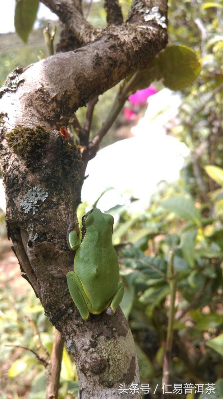 仁易说茶：我们认可的临沧制茶小伙伴