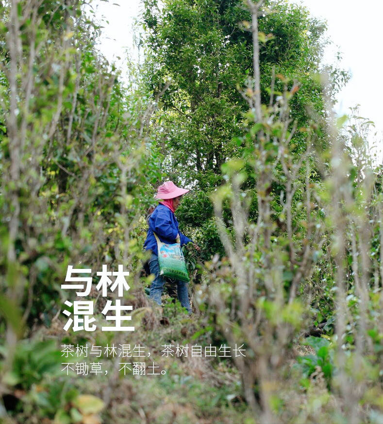 百元以内的日常口粮茶，为什么首选永德大雪山？3个原因解释