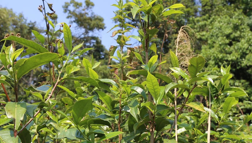 老徐谈茶221：中树茶品质一般？这款茶生长环境好，韵味绝佳