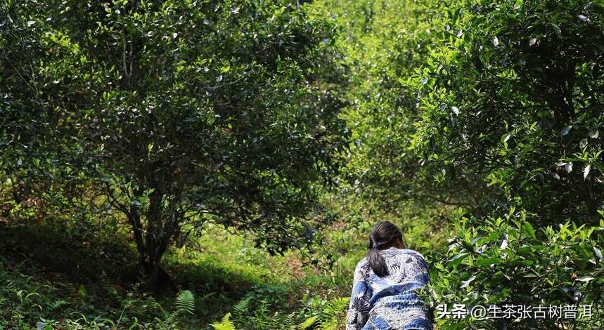 普洱茶不同的香气是什么原因造成的？