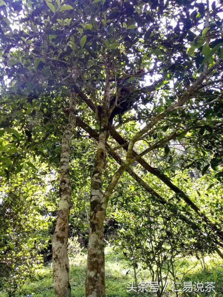 仁易说茶：普洱茶的又一个怪圈现象