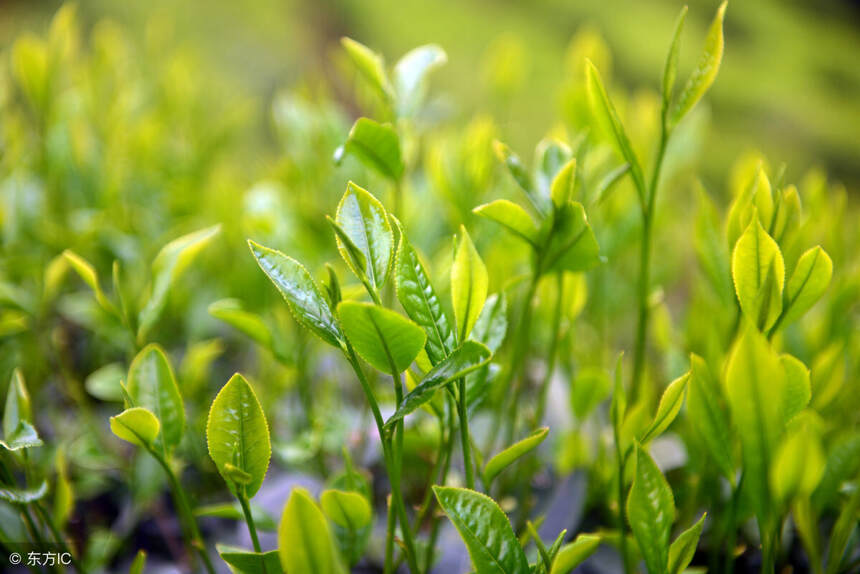 许多年都没有读对的名茶——六安瓜片