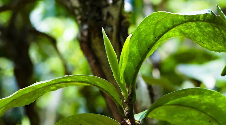 懂过茶！为什么那么受欢迎！一次性把懂过的茶讲清楚