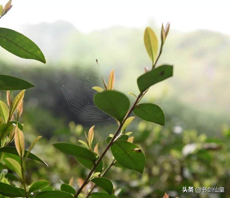 普洱茶01批次春茶论，茶商忽悠最常用，而消费者却最爱听