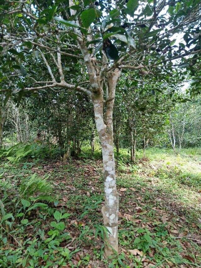 当今普洱茶界最常用的分类概念