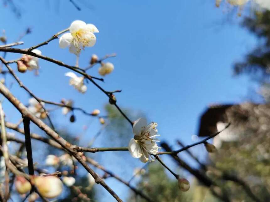 茶老板们那些妙趣横生的茶联：半壁山房待明月；一盏清茗酬知音