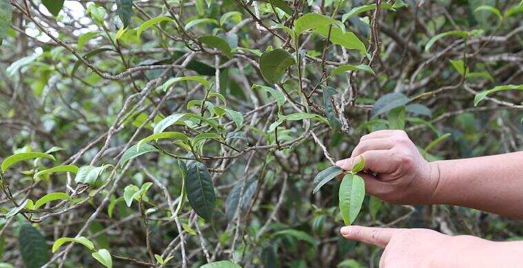 《老徐谈茶》第85期：老徐昔归行，带你认鲜叶，看初制所—图文