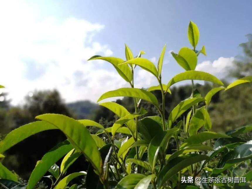 为什么普洱茶饼能长期保存，普洱散茶却不可以？两者有何区别？