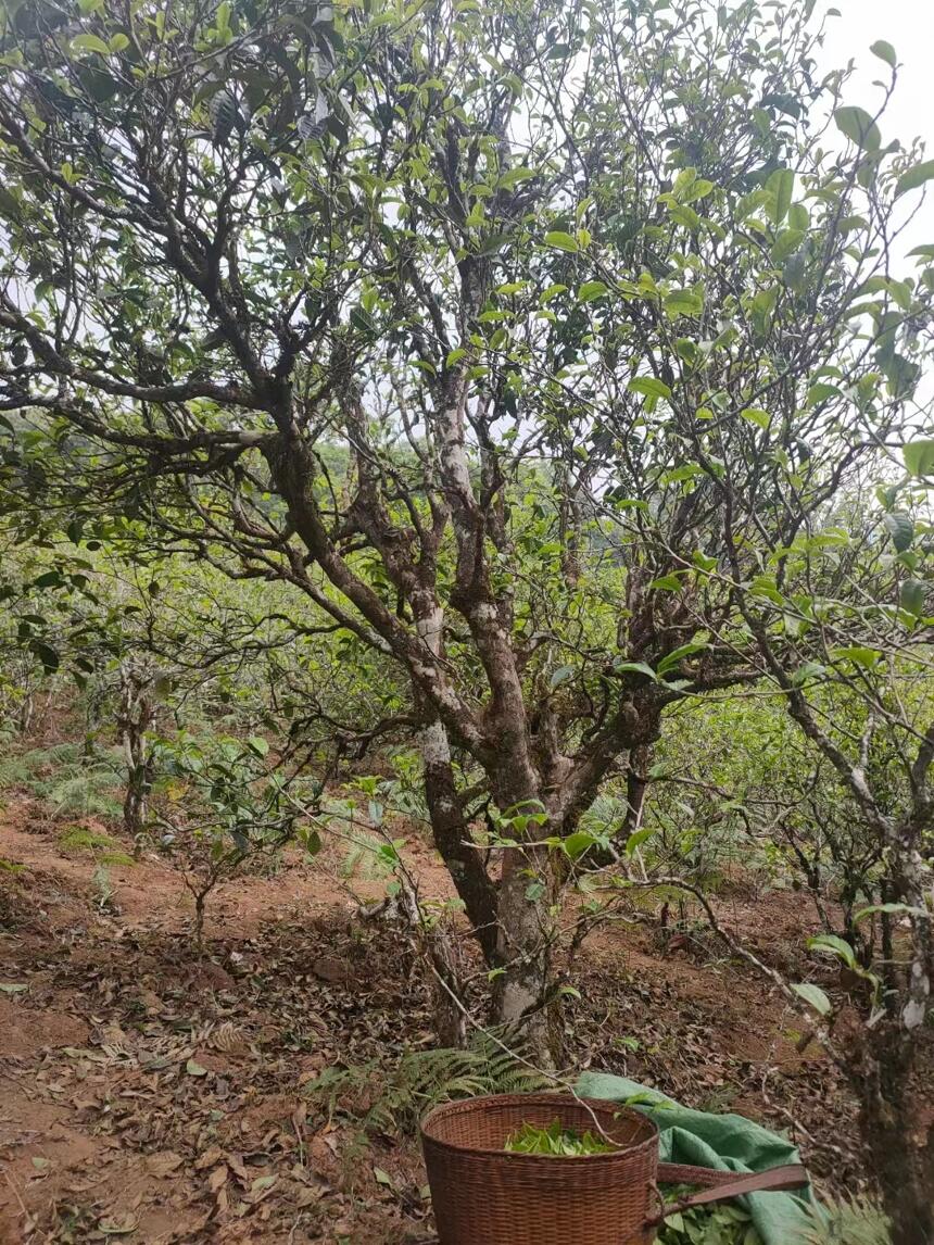 下一个十年，勐库最有潜力的山头，它排第一