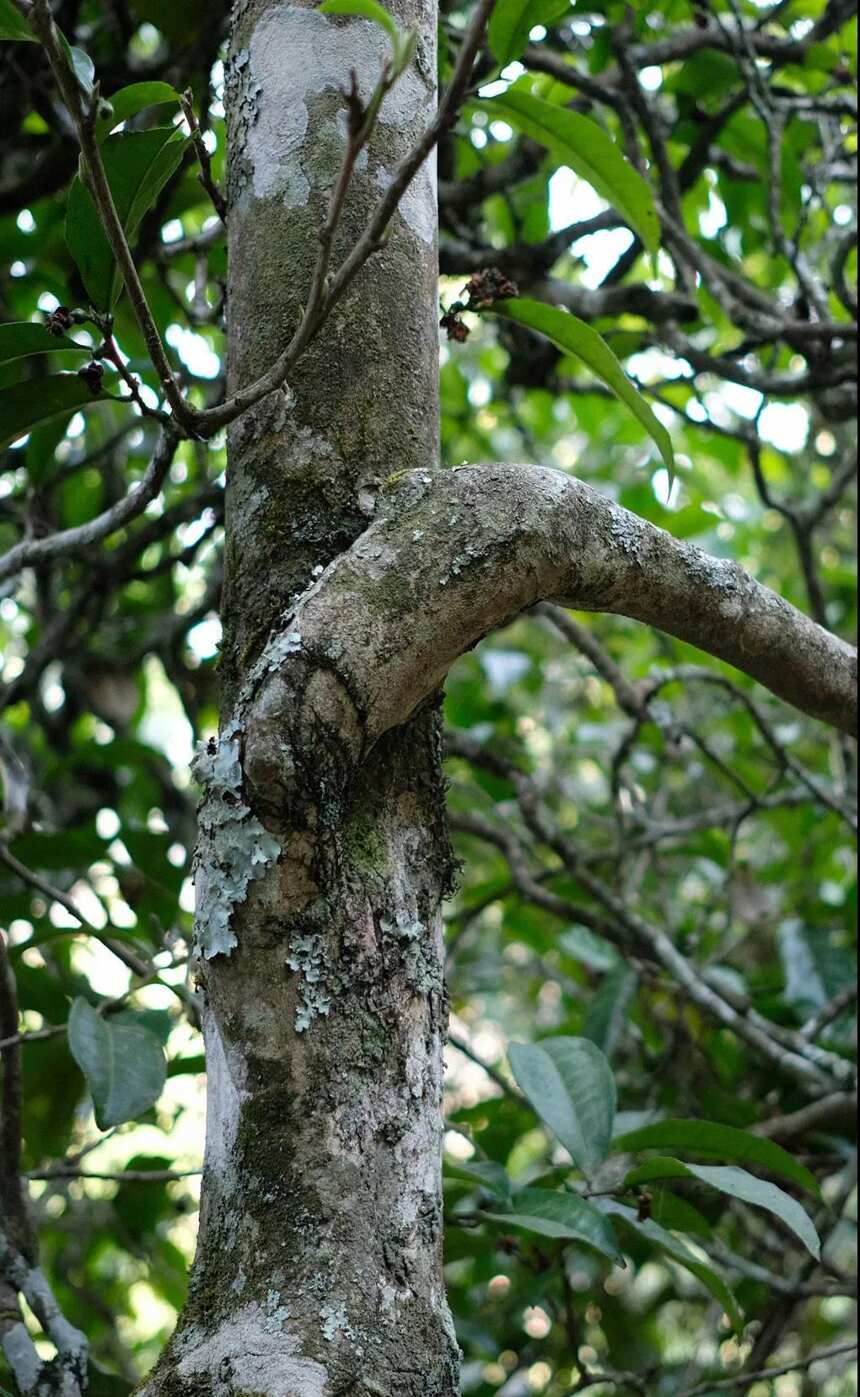 藏在永德秘境的宝藏茶——弯腰树，口感滋味竟可匹敌班章和冰岛