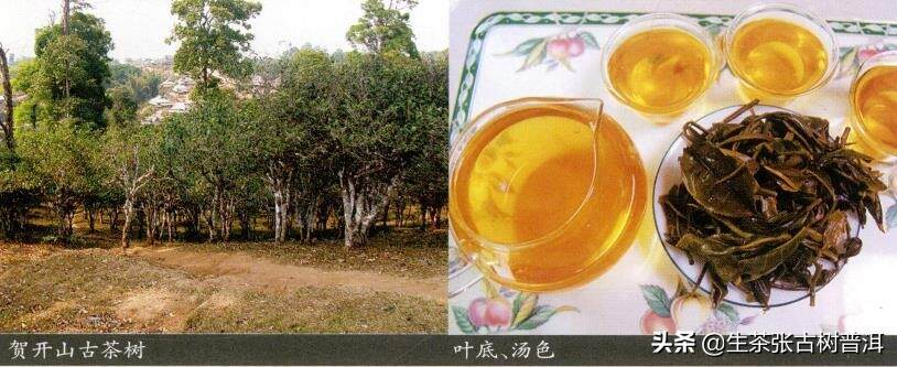 云南代表性的5大普洱古树茶山，分布情况如何？你可了解？
