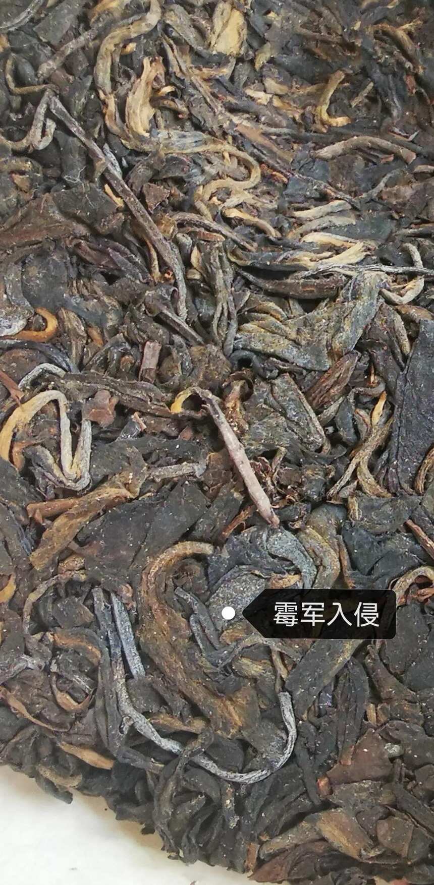 硬核茶知识：什么是“霉菌入侵”？