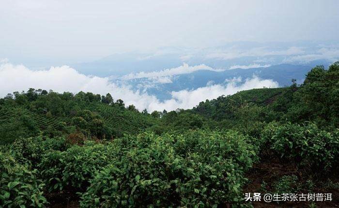 勐海茶区有哪些普洱茶山头？各个山头口感如何？茶友福利