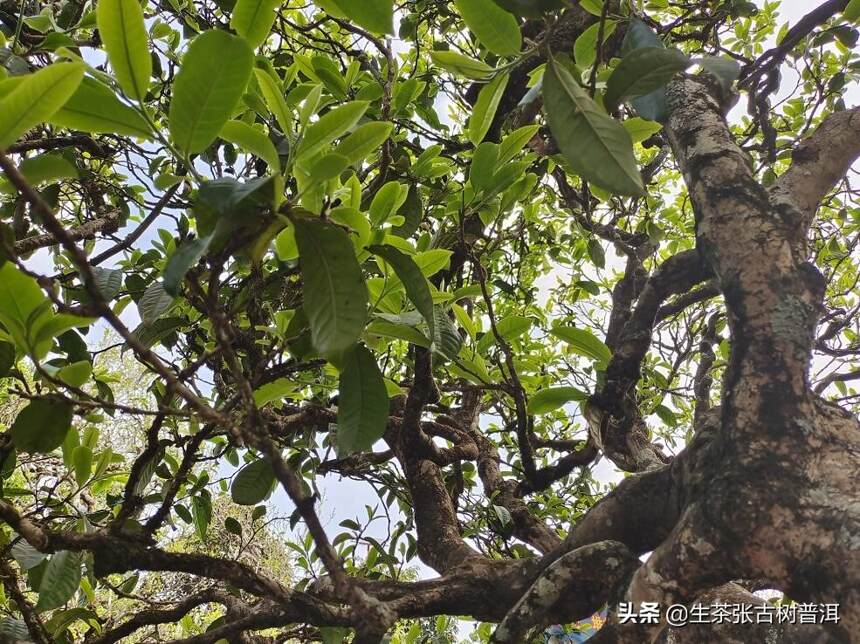 全面认识普洱茶的种类，超详细，值得收藏分享