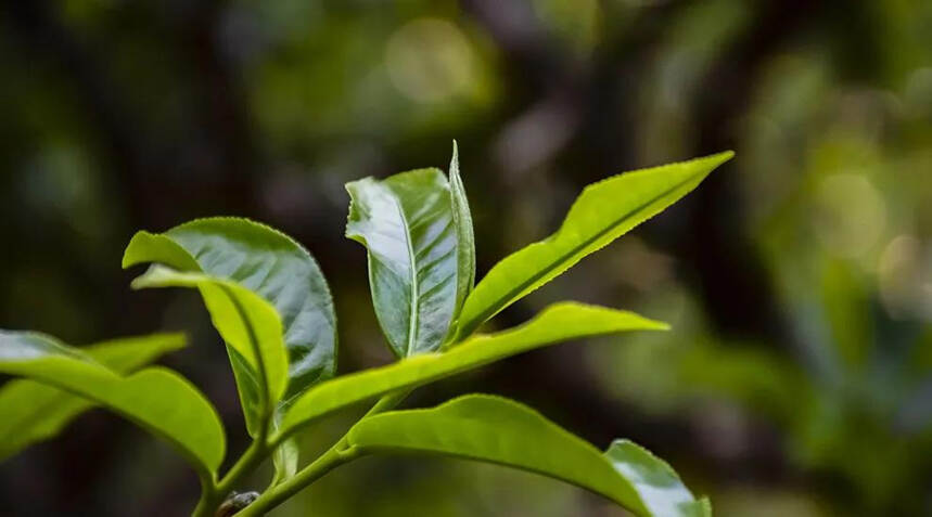 大雪山与冰岛！同为临沧名茶，大雪山离一线还有多远？