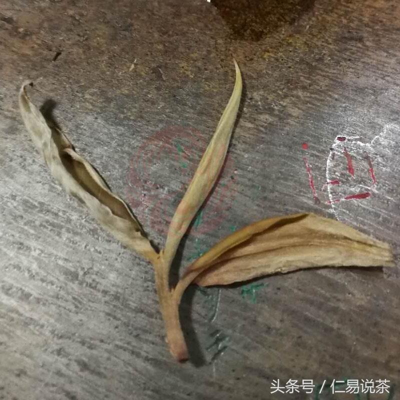 仁易说茶：老班章生茶混采测试，老班章的标准是怎样的？还原一个真实的老班章普洱茶