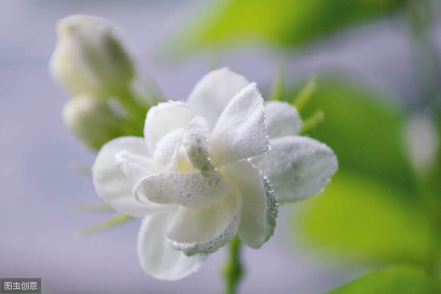 早年东北人的饮茶习惯：一大把茶叶，一个搪瓷缸子