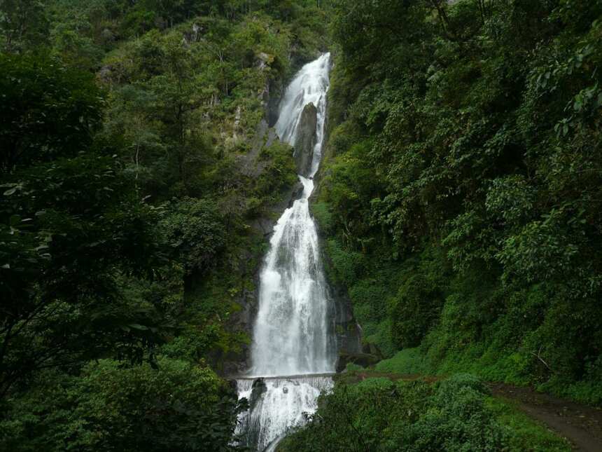 2700年世界野生茶王所在地，与世隔绝的千家寨古树普洱茶有何特点