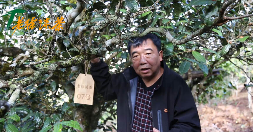 《老徐谈茶》特别节目：2019年古树单株春茶1-10号讲解——图文