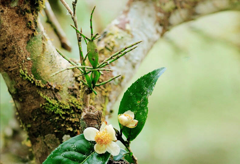 黄草坝大尖山古树春茶好喝吗？口感怎么样？附口感测评