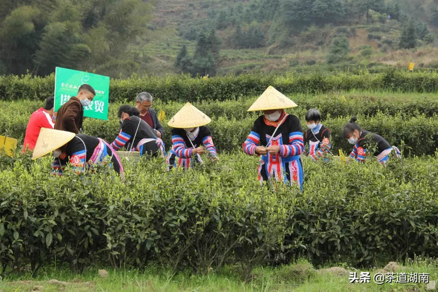 塔山云顶 茶农显身手