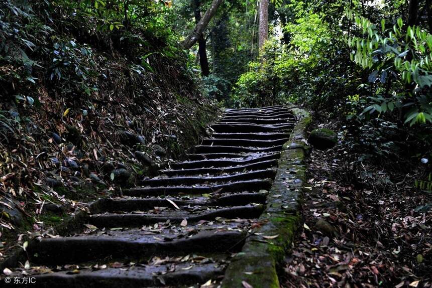 「茶马古道」上马帮的艰辛史