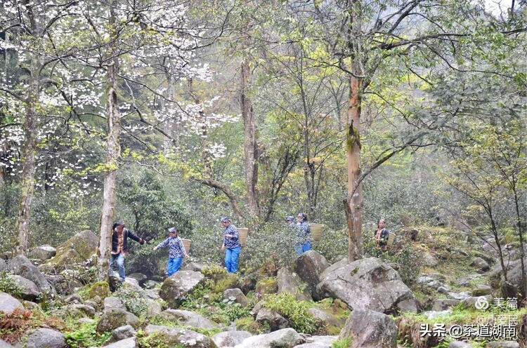 山看张家界，野茶数舜皇山