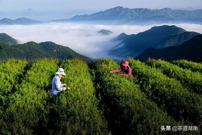 宝庆寻茶记系列之六：福地云山云雾茶