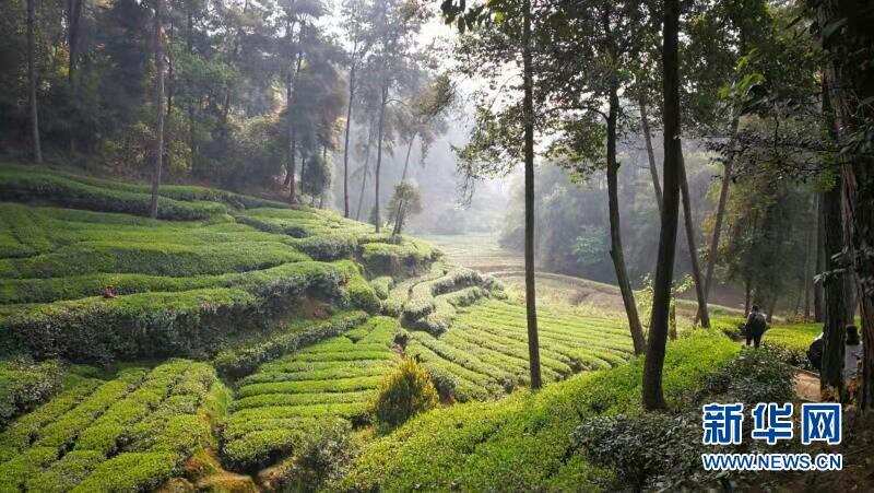 成都蒲江县：人勤春早，茶旅蓬勃