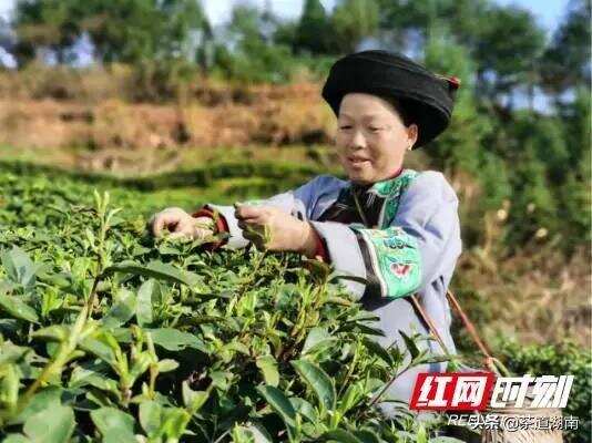 湘西州春茶干茶产量预计超过3500吨 产值超23亿元