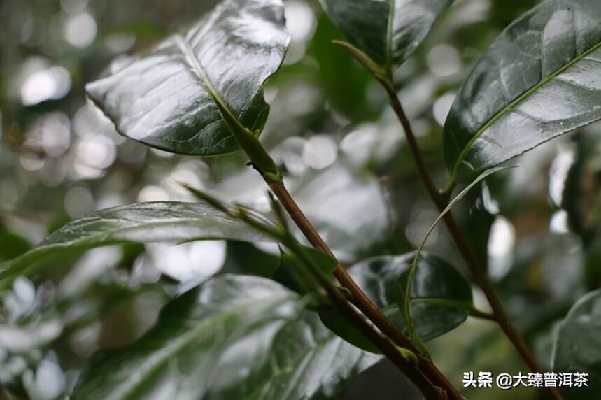 勐库大户赛：浓厚而独特「大臻古茶山大全23」