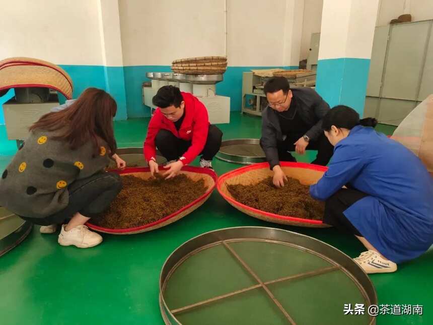 富了百姓 绿了山岗|访湘西州农科院茶叶研究所所长彭云