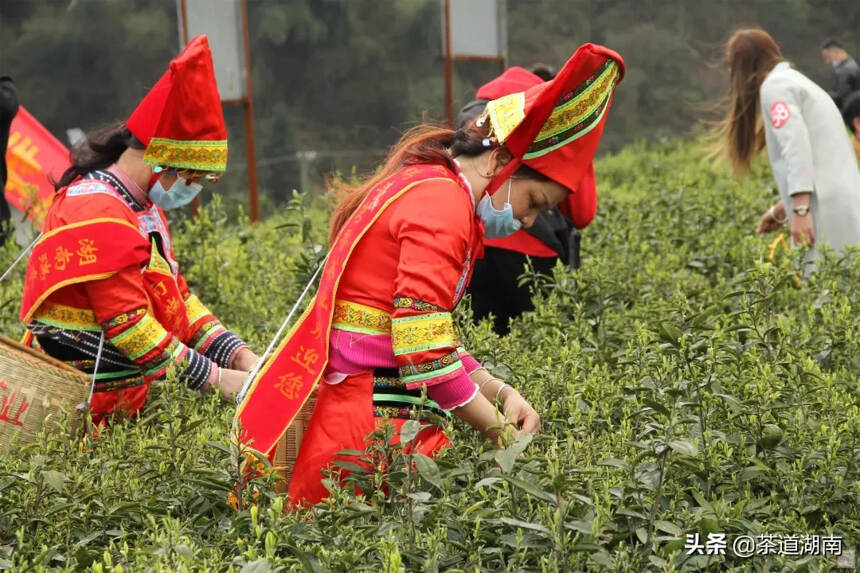 常宁举行塔山茶首届春茶开采节