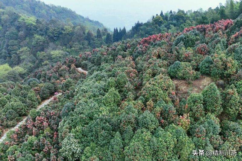 名山区创建天府旅游名县，最美的春色都在这里了