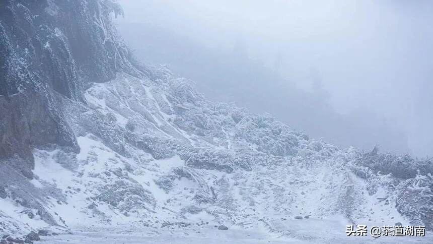 瑞雪兆好茶，看这些银装素裹的茶园就知道！